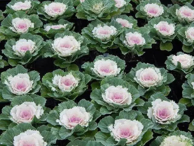 Ornamental Cabbage SEEDS,Pigeon VICTORIA (Brassica Oleracea) ANNUAL - Caribbean garden seed