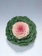 Ornamental Cabbage SEEDS,Pigeon VICTORIA (Brassica Oleracea) ANNUAL - Caribbean garden seed