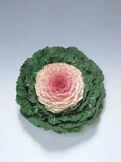 Ornamental Cabbage SEEDS,Pigeon VICTORIA (Brassica Oleracea) ANNUAL - Caribbean garden seed
