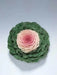 Ornamental Cabbage SEEDS,Pigeon VICTORIA (Brassica Oleracea) ANNUAL - Caribbean garden seed