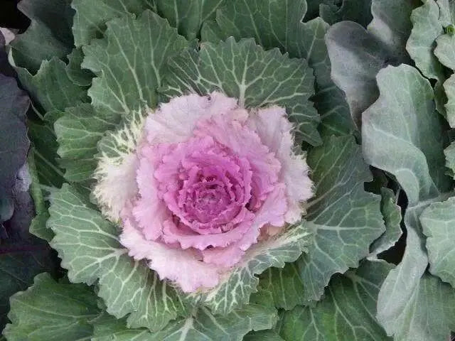 Ornamental Cabbage SEEDS,Pigeon VICTORIA (Brassica Oleracea) ANNUAL - Caribbean garden seed