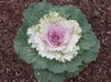Ornamental Cabbage SEEDS,Pigeon VICTORIA (Brassica Oleracea) ANNUAL - Caribbean garden seed