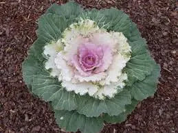 Ornamental Cabbage SEEDS,Pigeon VICTORIA (Brassica Oleracea) ANNUAL - Caribbean garden seed