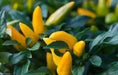 Ornamental Pepper Seeds, Goldfinger (Capsicum Annuum) Great  in container ! - Caribbean garden seed