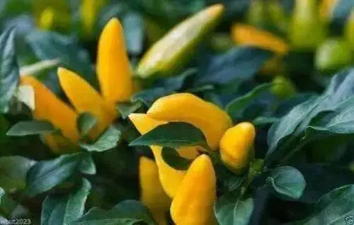 Ornamental Pepper Seeds, Goldfinger (Capsicum Annuum) Great  in container ! - Caribbean garden seed