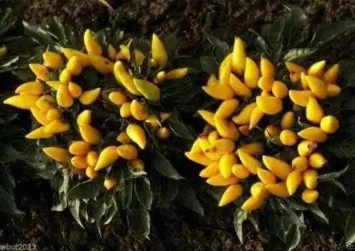Ornamental Pepper Seeds, Goldfinger (Capsicum Annuum) Great  in container ! - Caribbean garden seed