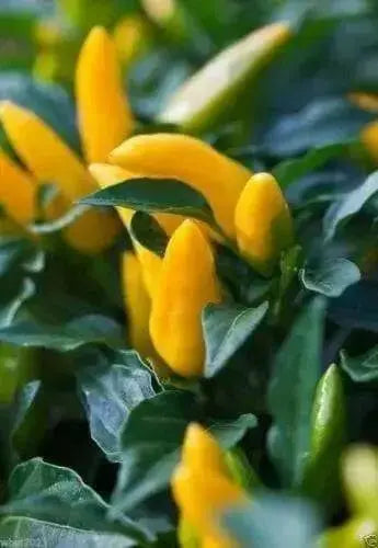 Ornamental Pepper Seeds, Goldfinger (Capsicum Annuum) Great  in container ! - Caribbean garden seed