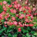 Oxalis Iron Cross ( bulbs) - Shamrock Good Luck Plant - Caribbean garden seed
