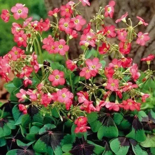 Oxalis Iron Cross ( bulbs) - Shamrock Good Luck Plant - Caribbean garden seed