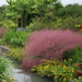 Ornamental Grass Seeds,Pink Muhly - Caribbean garden seed