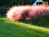 Ornamental Grass Seeds,Pink Muhly - Caribbean garden seed