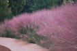 Ornamental Grass Seeds,Pink Muhly - Caribbean garden seed