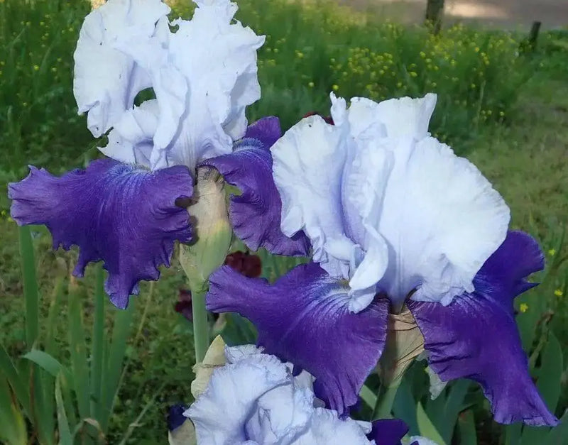 Over Alaska Iris BAREROOT Plants, Iris Germanica - Caribbean garden seed