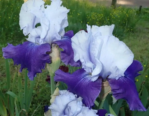 Over Alaska Iris BAREROOT Plants, Iris Germanica - Caribbean garden seed