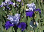 Over Alaska Iris BAREROOT Plants, Iris Germanica - Caribbean garden seed