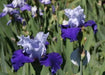 Over Alaska Iris BAREROOT Plants, Iris Germanica - Caribbean garden seed