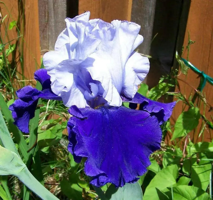 Over Alaska Iris BAREROOT Plants, Iris Germanica - Caribbean garden seed