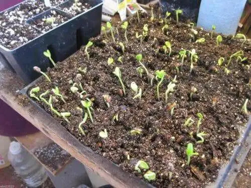 Osage Orange Seeds (Maclura pomifera) Hedge Apple,Bodark, Bois D'Arc,Horse Apple, - Caribbean garden seed
