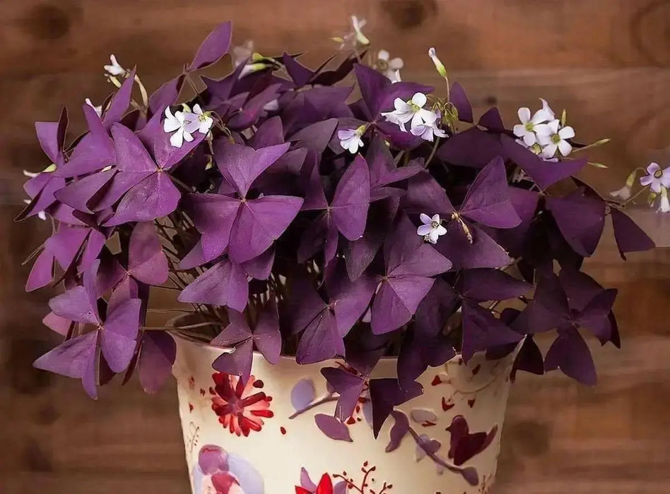 Oxalis Triangularis ( bulbs) Purple Shamrocks - Caribbean garden seed
