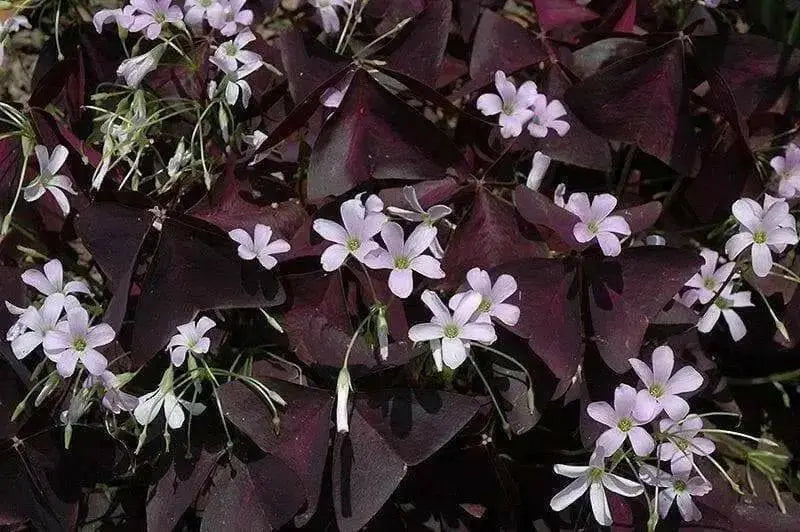 Oxalis Triangularis ( bulbs) Purple Shamrocks - Caribbean garden seed