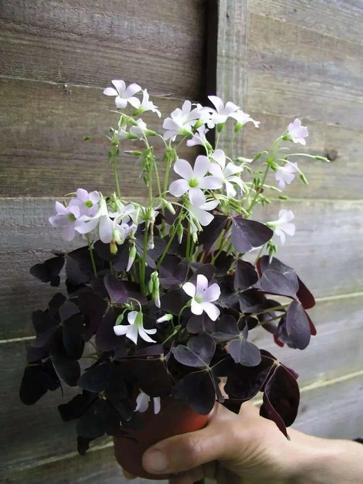 Oxalis Triangularis ( bulbs) Purple Shamrocks - Caribbean garden seed