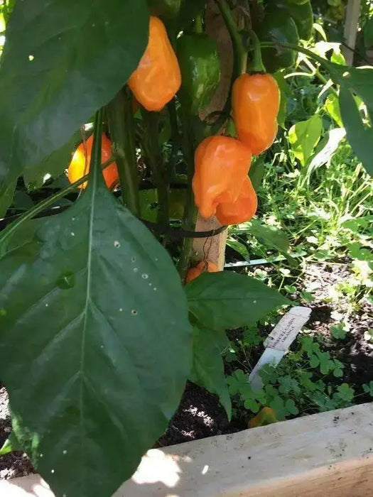 Oxkutz cabian Orange Chili,Pepper SEEDS - Capsicum chinense - Caribbean garden seed