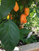 Oxkutz cabian Orange Chili,Pepper SEEDS - Capsicum chinense - Caribbean garden seed