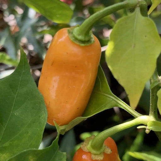 Oxkutz cabian Orange Chili,Pepper SEEDS - Capsicum chinense - Caribbean garden seed