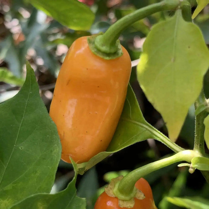 Oxkutz cabian Orange Chili,Pepper SEEDS - Capsicum chinense - Caribbean garden seed