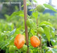 Oxkutz cabian Orange Chili,Pepper SEEDS - Capsicum chinense - Caribbean garden seed