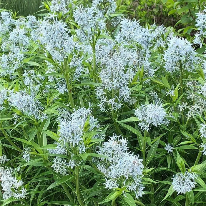 OZARK BLUE STAR Flowers Seeds, Amsonia illustris, Shining Blue Star. - Caribbean garden seed