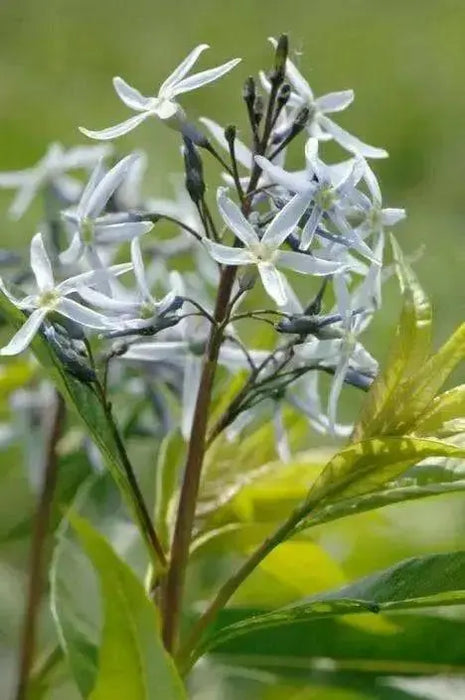 OZARK BLUE STAR Flowers Seeds, Amsonia illustris, Shining Blue Star. - Caribbean garden seed