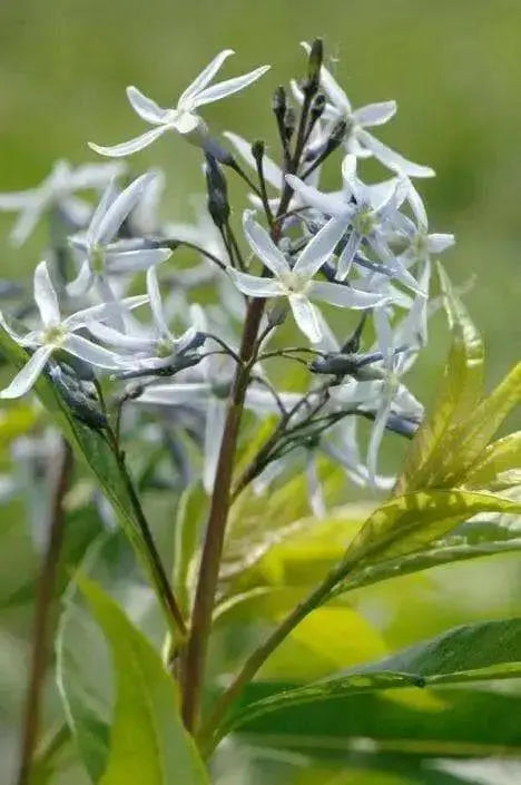 OZARK BLUE STAR Flowers Seeds, Amsonia illustris, Shining Blue Star. - Caribbean garden seed