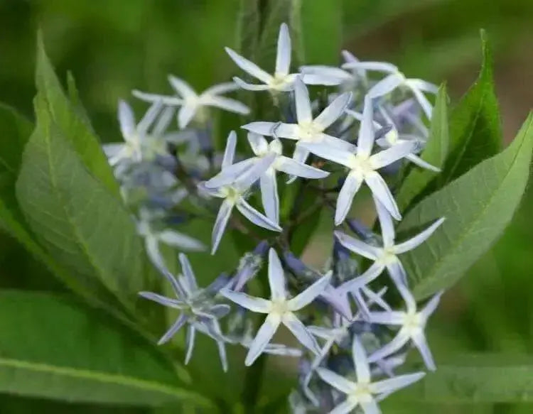 OZARK BLUE STAR Flowers Seeds, Amsonia illustris, Shining Blue Star. - Caribbean garden seed
