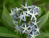 OZARK BLUE STAR Flowers Seeds, Amsonia illustris, Shining Blue Star. - Caribbean garden seed