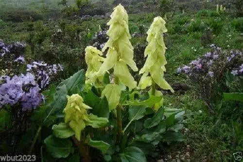 Ornamental rhubarb (10 Seeds) Rheum alexandrae - - Caribbean garden seed