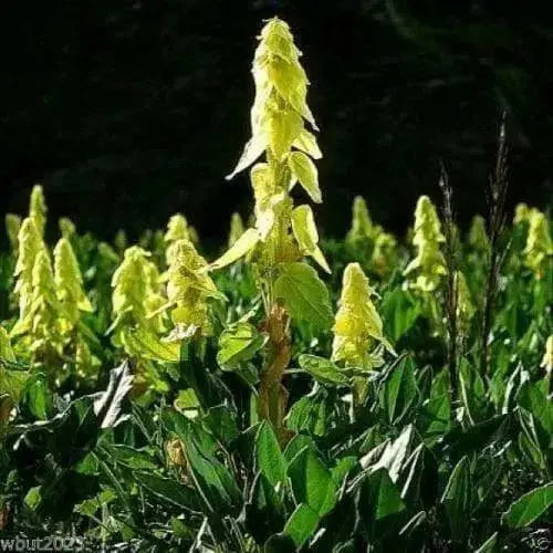 Ornamental rhubarb (10 Seeds) Rheum alexandrae - - Caribbean garden seed