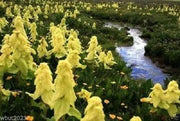 Ornamental rhubarb (10 Seeds) Rheum alexandrae - - Caribbean garden seed