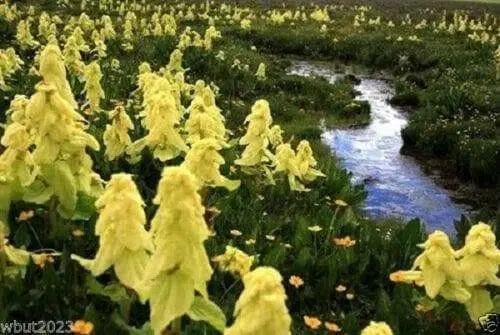Ornamental rhubarb (10 Seeds) Rheum alexandrae - - Caribbean garden seed