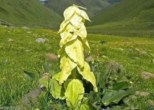 Ornamental rhubarb (10 Seeds) Rheum alexandrae - - Caribbean garden seed