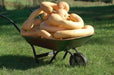 PA Dutch Crookneck Neck Pumpkin Seeds, WINTER SQUASH - Caribbean garden seed