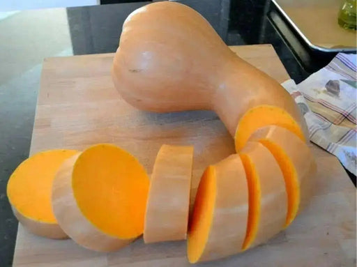 PA Dutch Crookneck Neck Pumpkin Seeds, WINTER SQUASH - Caribbean garden seed