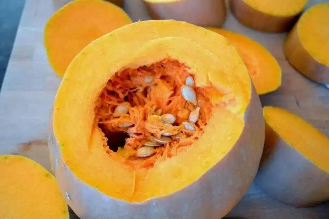 PA Dutch Crookneck Neck Pumpkin Seeds, WINTER SQUASH - Caribbean garden seed