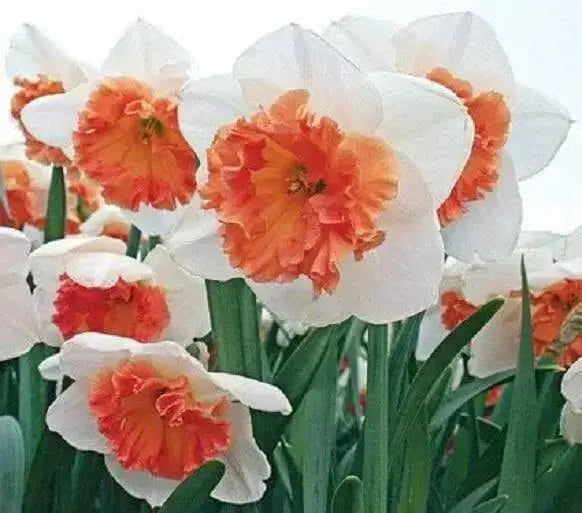 Over Easy Daffodil Bulb- Fall Planting - Caribbean garden seed
