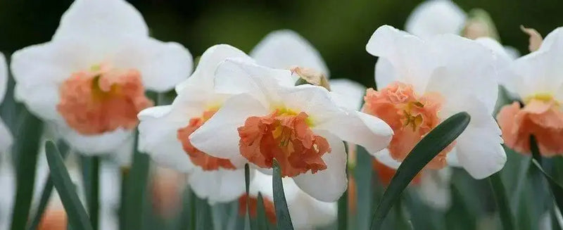 Over Easy Daffodil Bulb- Fall Planting - Caribbean garden seed