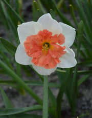 Over Easy Daffodil Bulb- Fall Planting - Caribbean garden seed