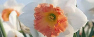 Over Easy Daffodil Bulb- Fall Planting - Caribbean garden seed