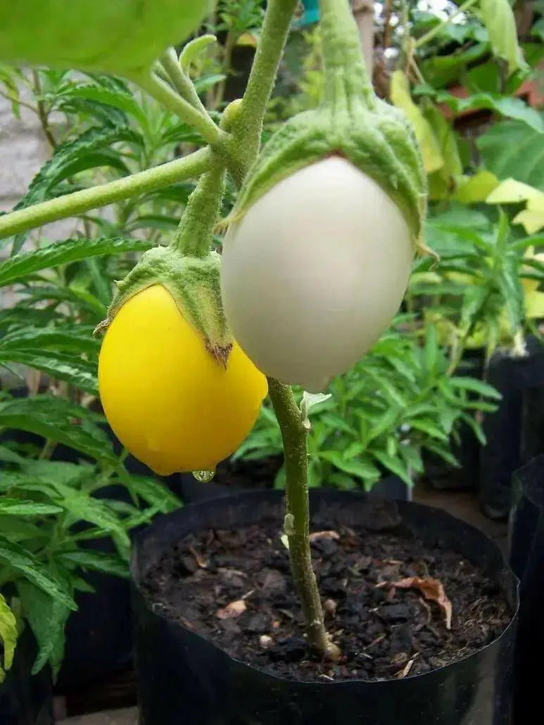Ornamental Eggplant Golden Eggs  -  Solanum Melongena - Caribbean garden seed