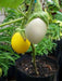 Ornamental Eggplant Golden Eggs  -  Solanum Melongena - Caribbean garden seed