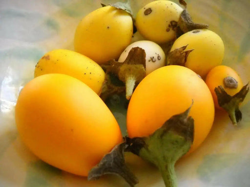 Ornamental Eggplant Golden Eggs  -  Solanum Melongena - Caribbean garden seed